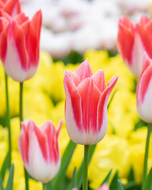 Tulip 'Strawberry Romanoff'
