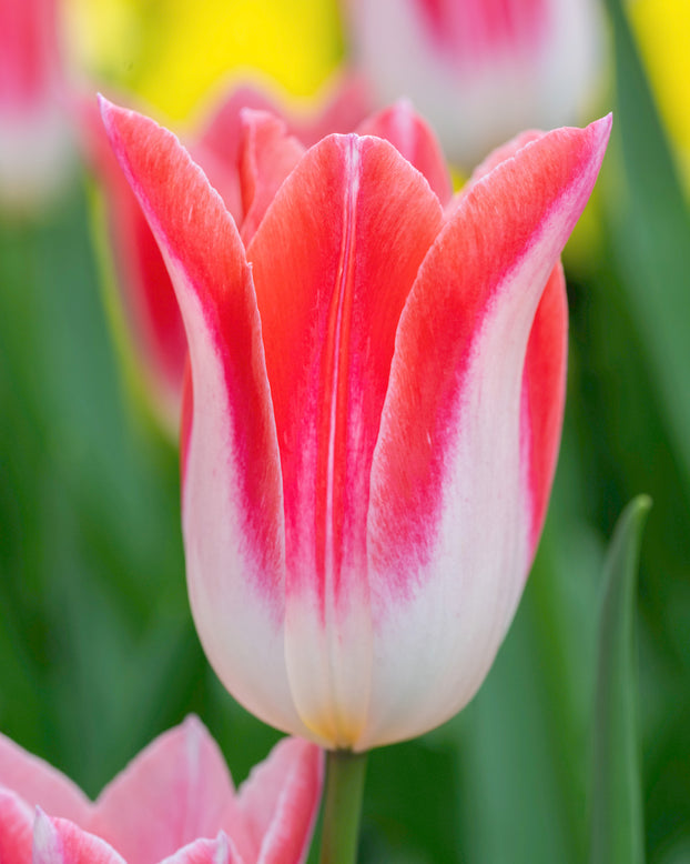 Tulip 'Strawberry Romanoff'