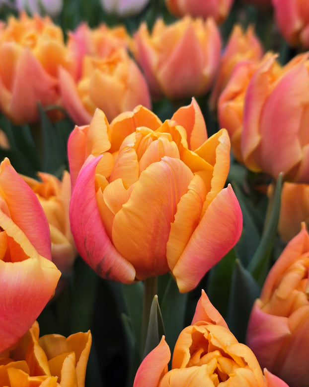 Tulip 'Summer Sun'
