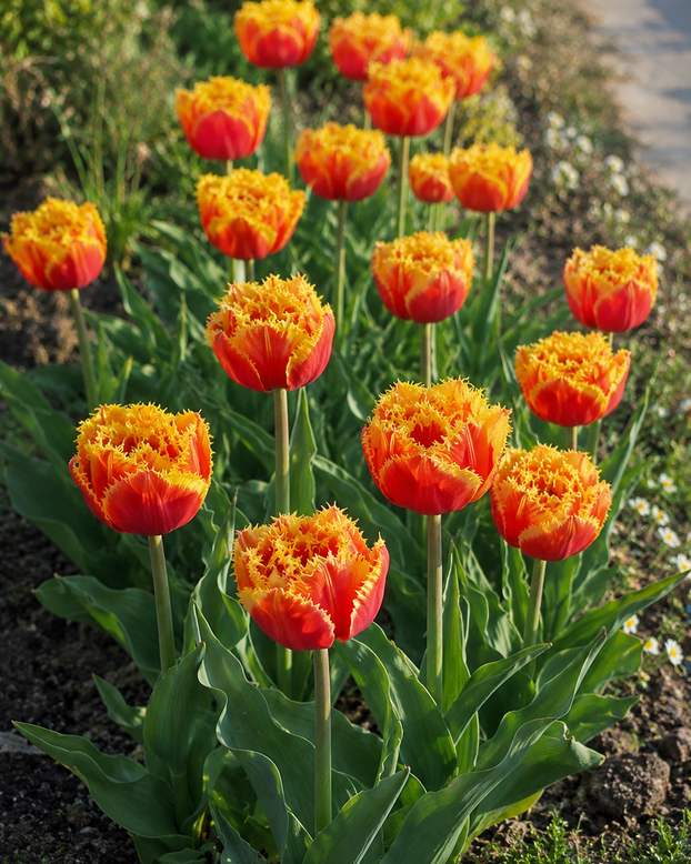 Tulip 'Sunset Frill'