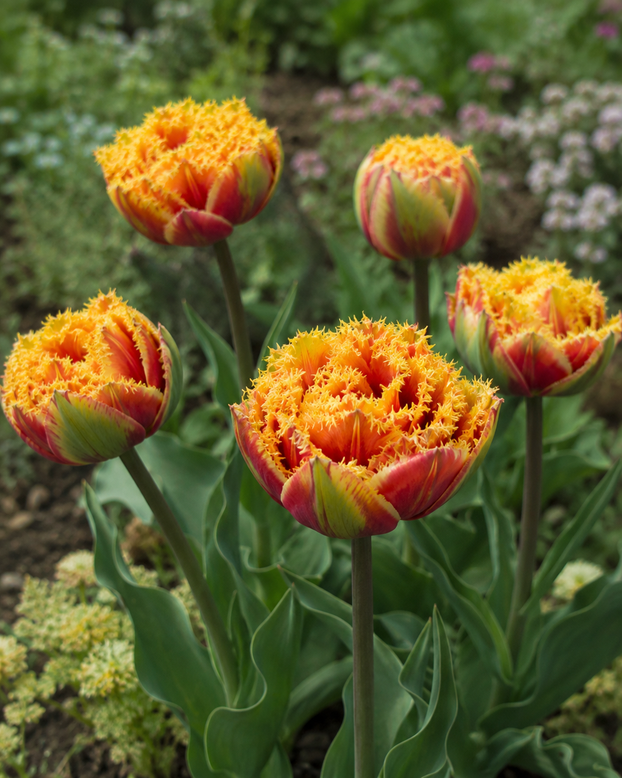 Tulip 'Sunset Frill'
