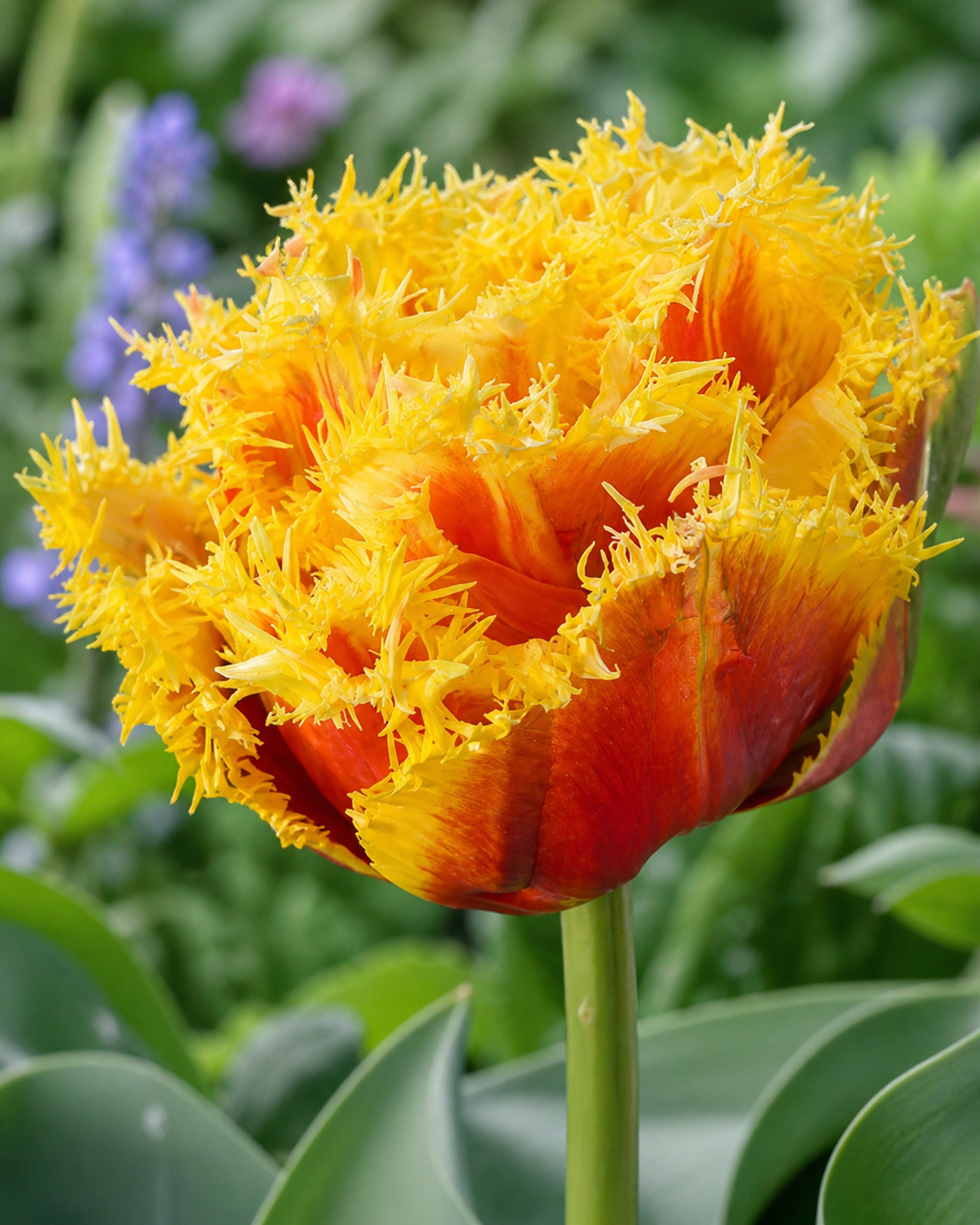 Tulip 'Sunset Frill'
