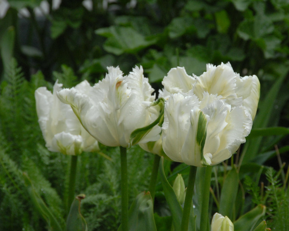Tulip 'Super Parrot'