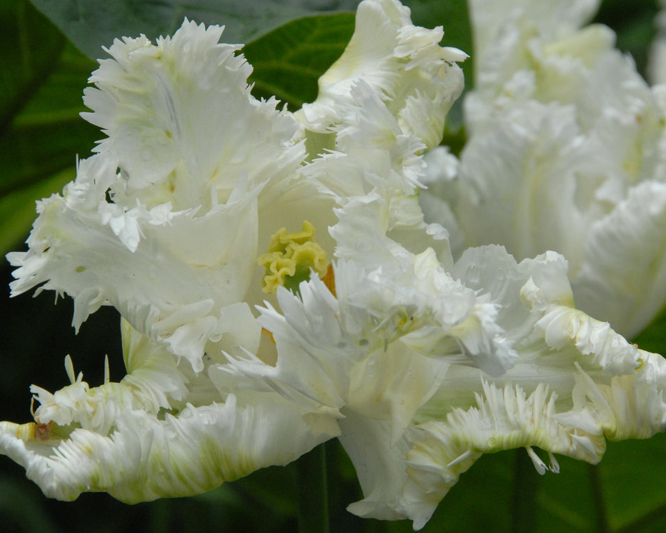 Tulip 'Super Parrot'