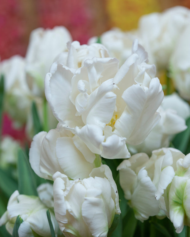 Tulip 'Super Parrot'