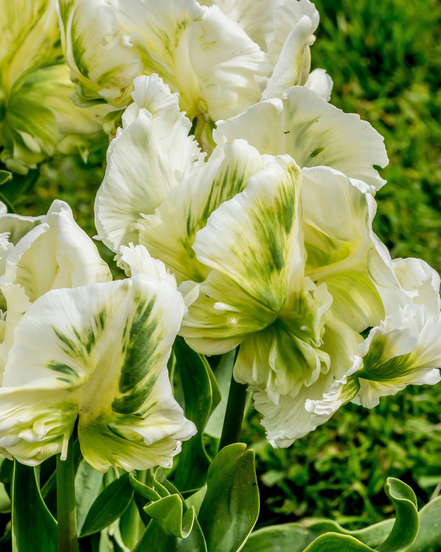 Tulip 'Super Parrot'