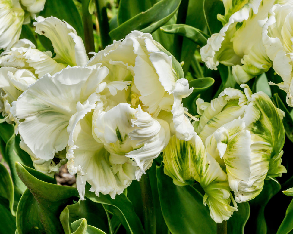 Tulip 'Super Parrot'