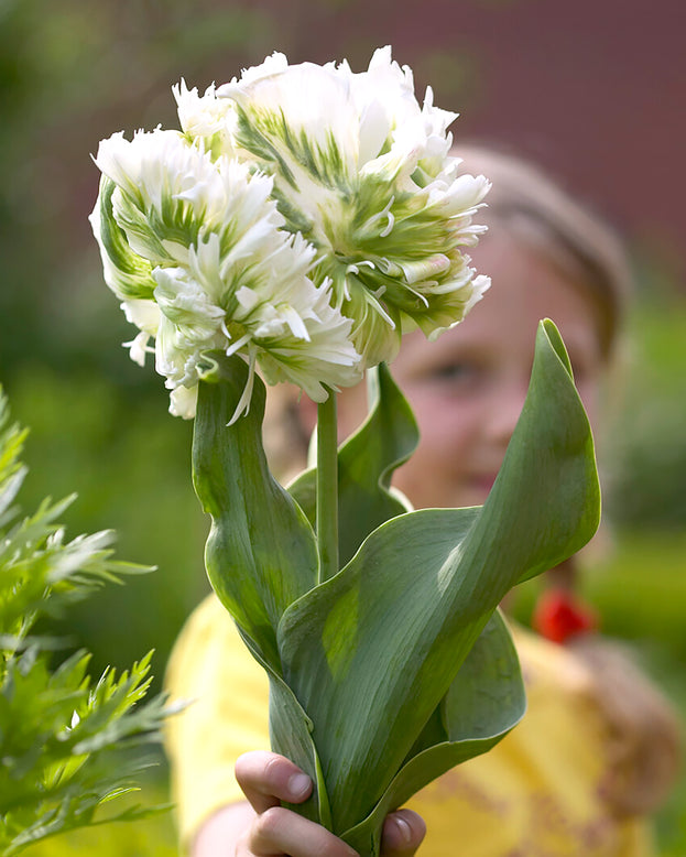 Tulip 'Super Parrot'