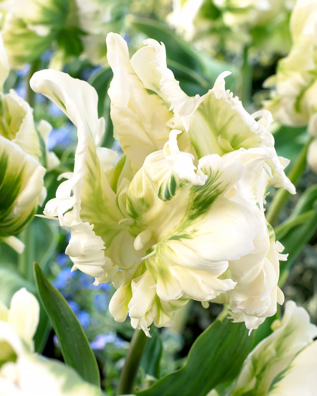Tulip 'Super Parrot'