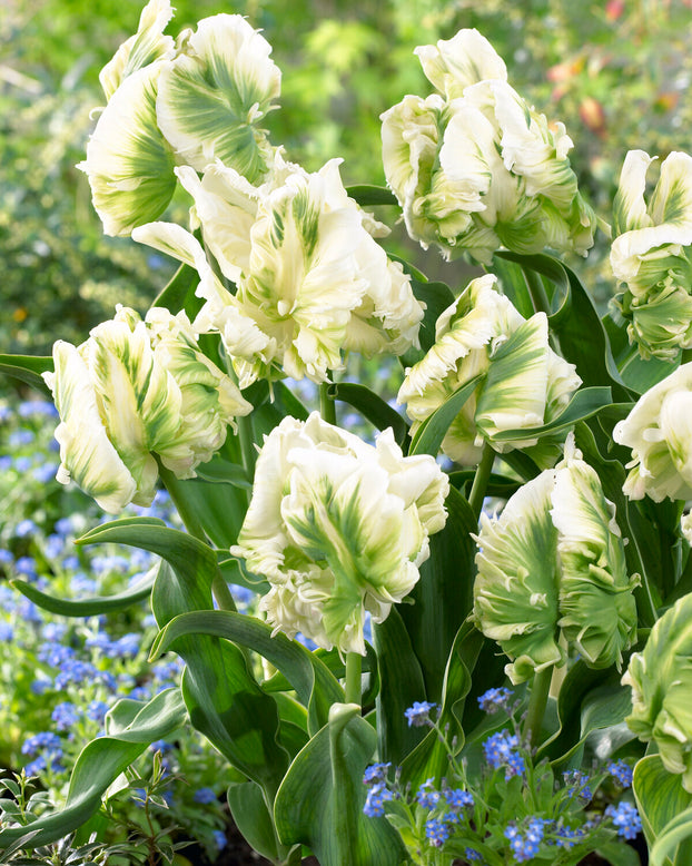 Tulip 'Super Parrot'