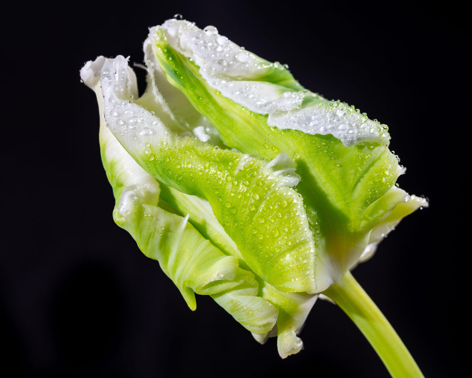 Tulip 'Super Parrot'