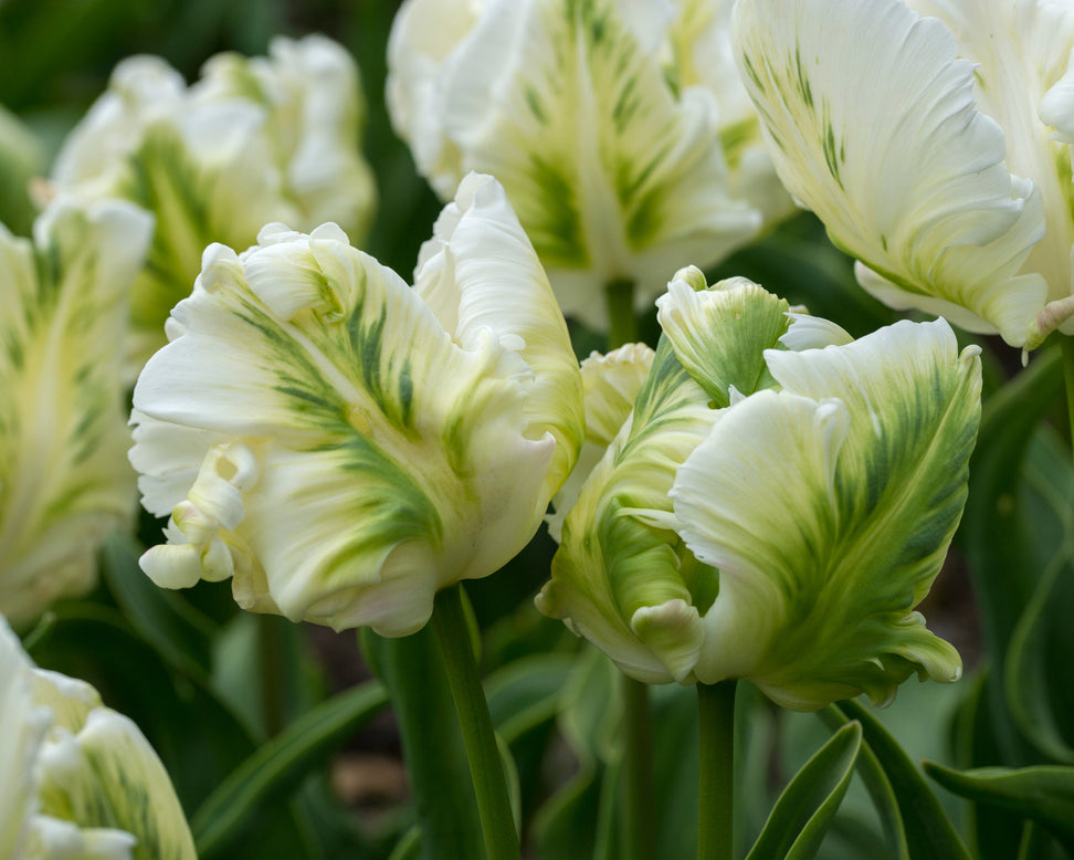 Tulip 'Super Parrot'