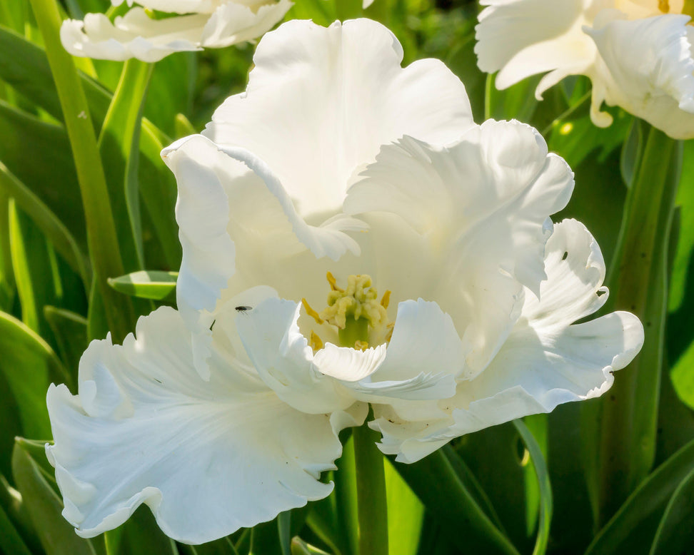 Tulip 'Super Parrot'