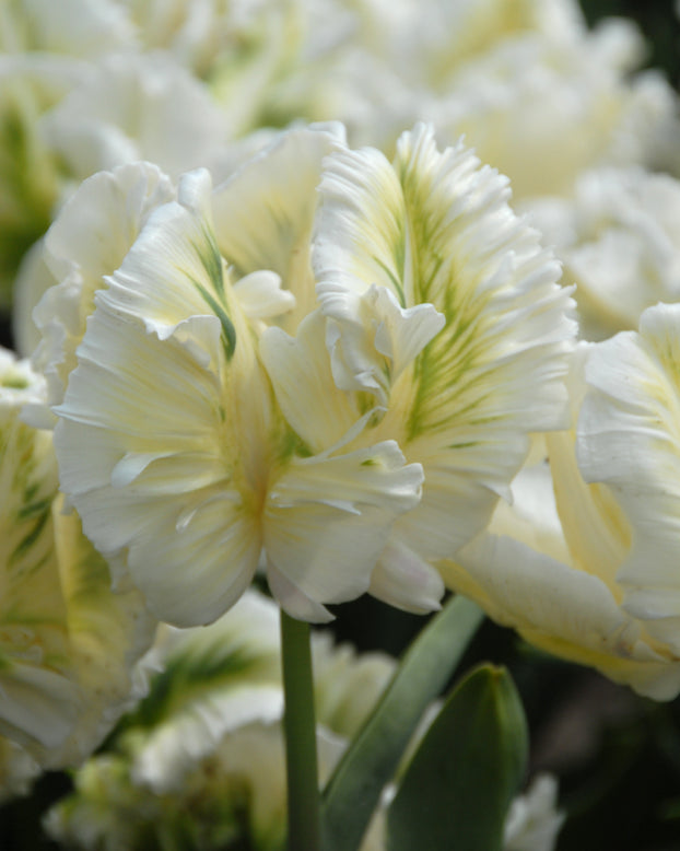 Tulip 'Super Parrot'