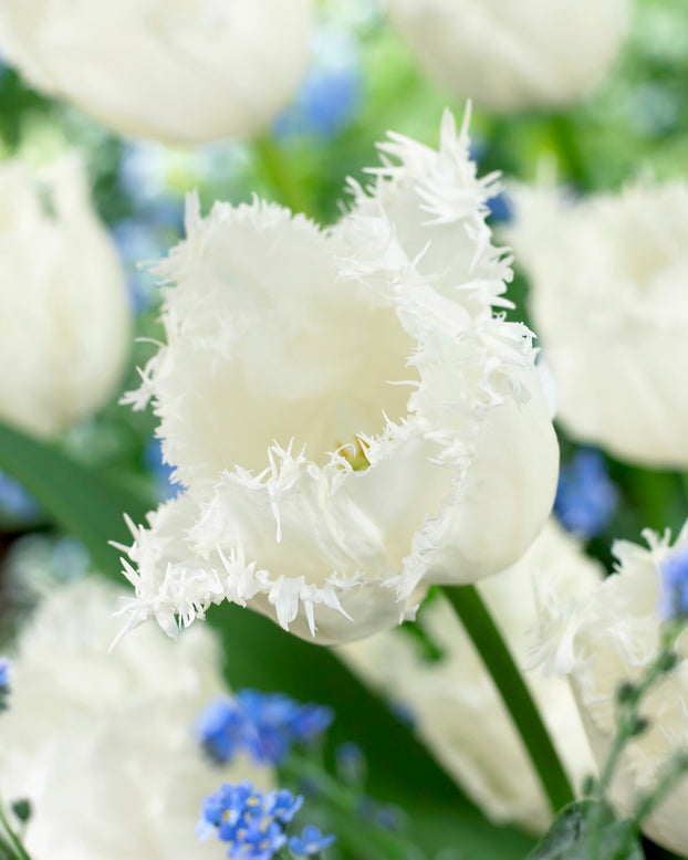 Tulip 'Swan Wings'