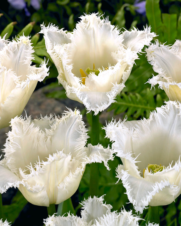 Tulip 'Swan Wings'