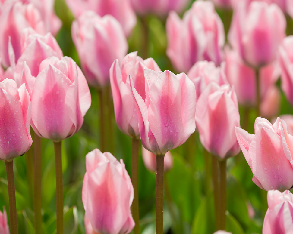 Tulip 'Sweet Sixteen'