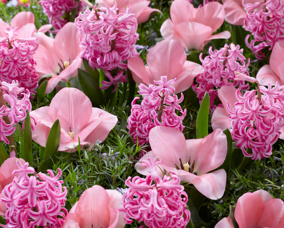 Tulip 'Sweet Sixteen'