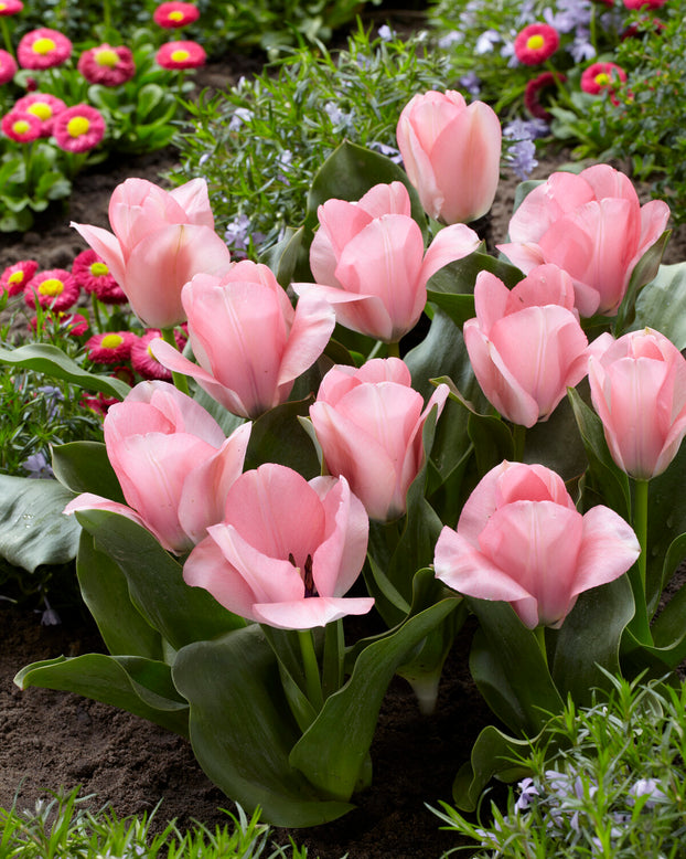 Tulip 'Sweet Sixteen'