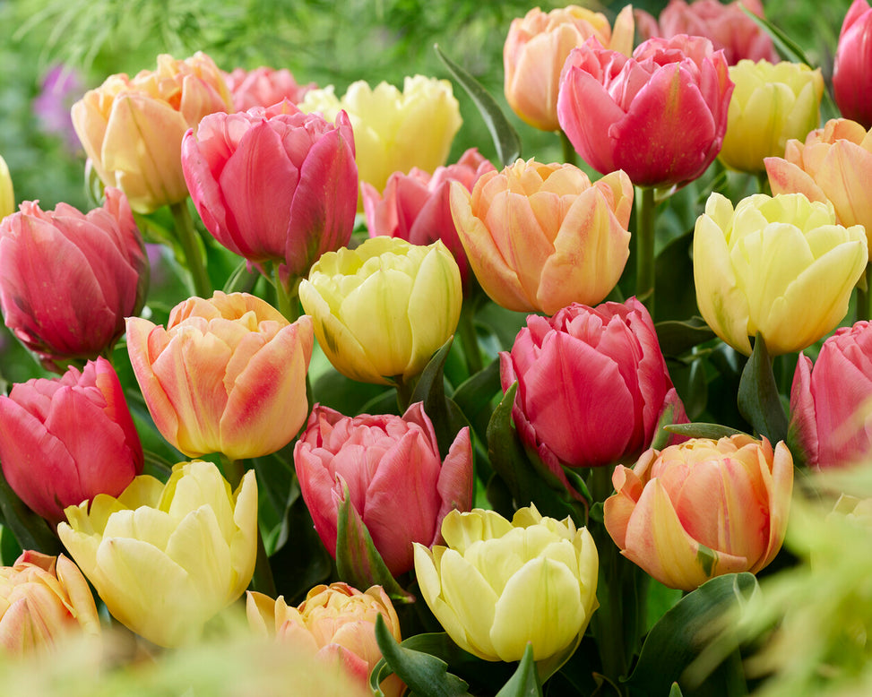 Tulip collection 'Symbiose Pastels'