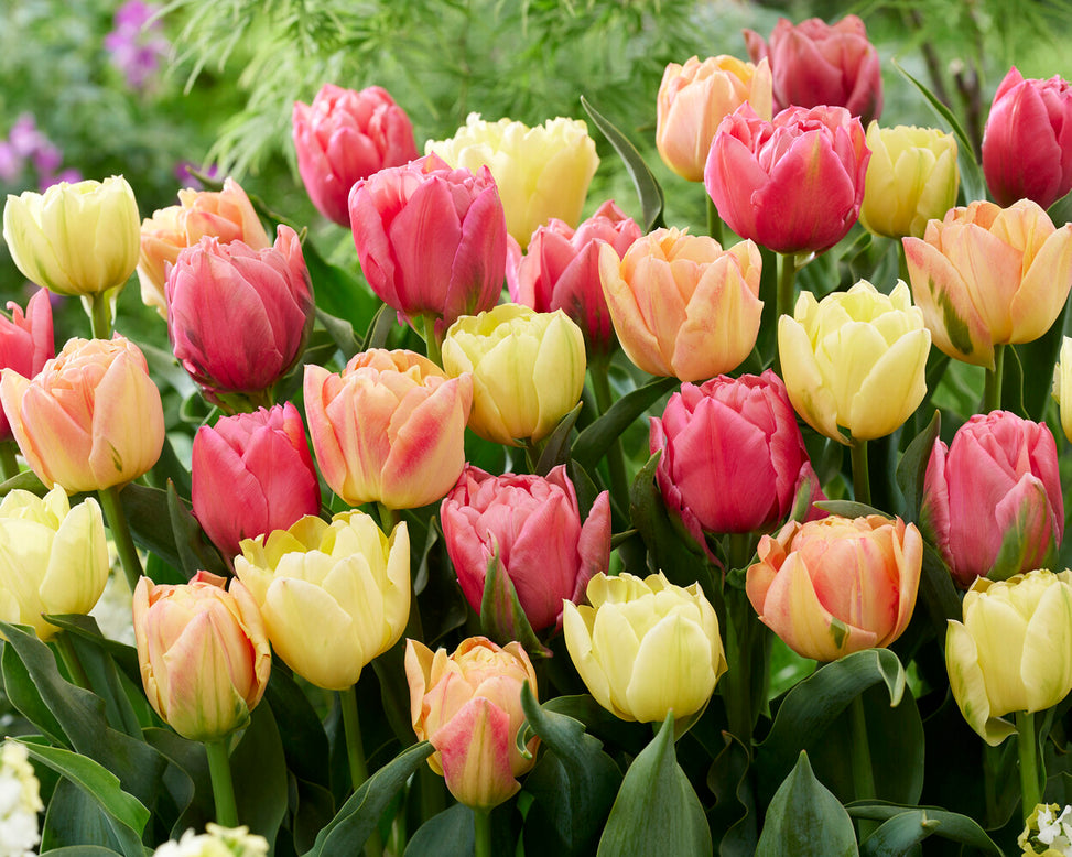 Tulip collection 'Symbiose Pastels'