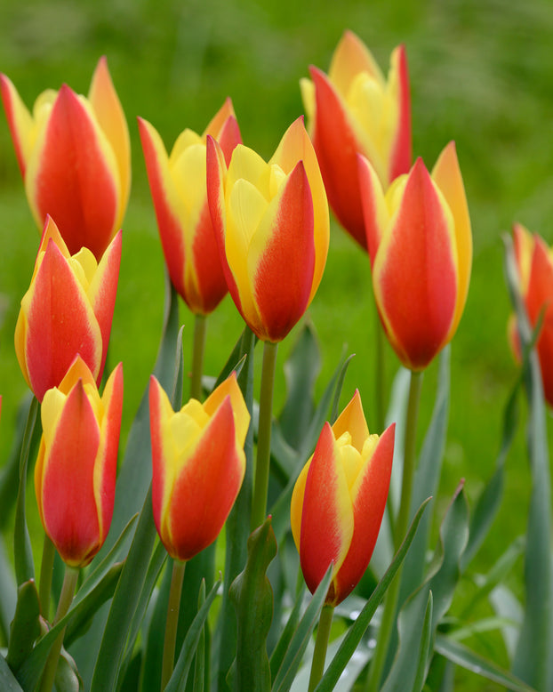 Tulip 'Taco'