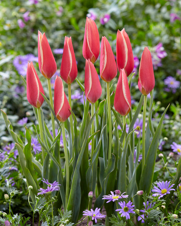 Tulip 'Taco'