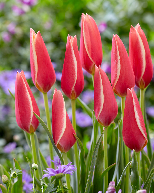 Tulip clusiana 'Taco'