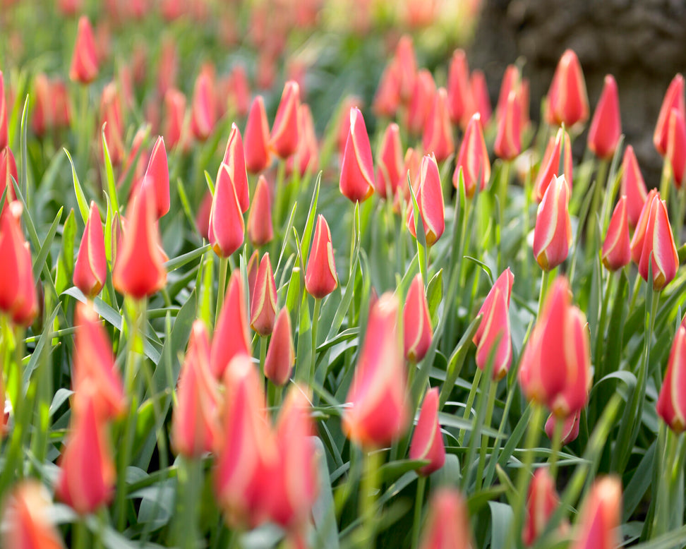 Tulip 'Taco'