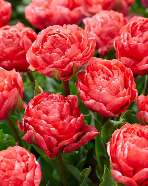 Tulip 'Taiwan'