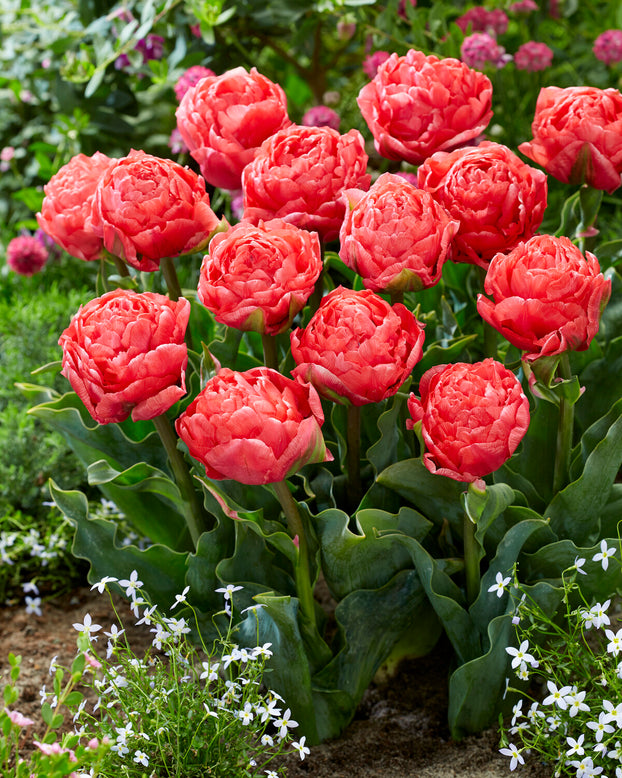 Tulip 'Taiwan'