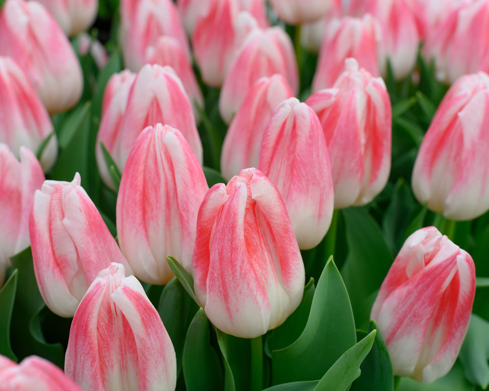 Tulip 'Kyoko Takahashi'