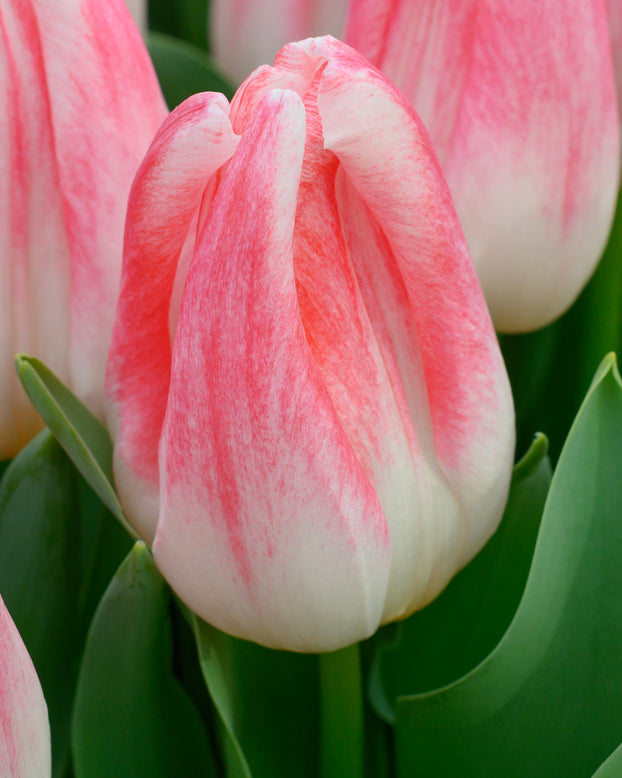 Tulip 'Kyoko Takahashi'