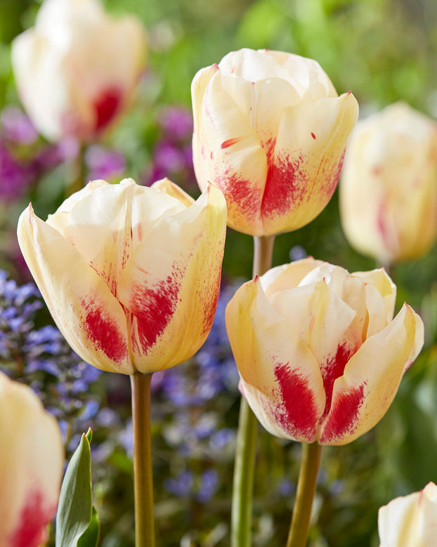 Tulip 'Tango'