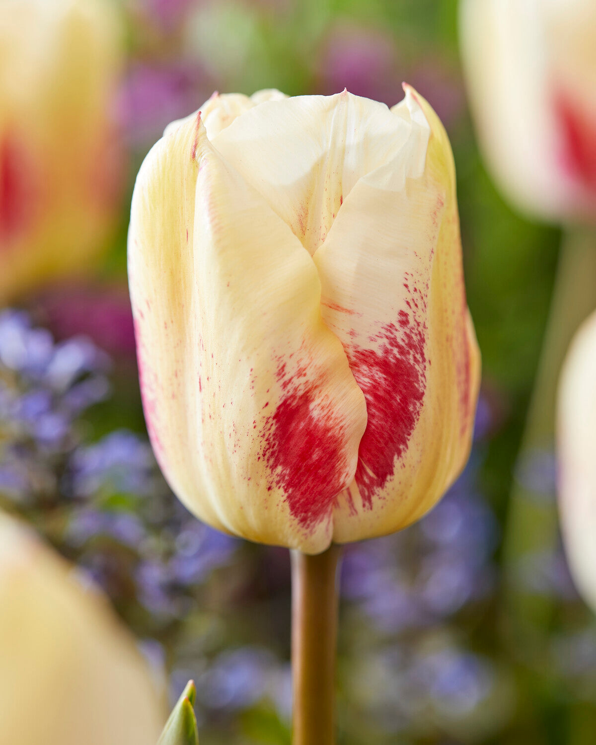 Real Tuli Tulip 'Tango' bulbs | Buy online at Farmer Gracy UK
