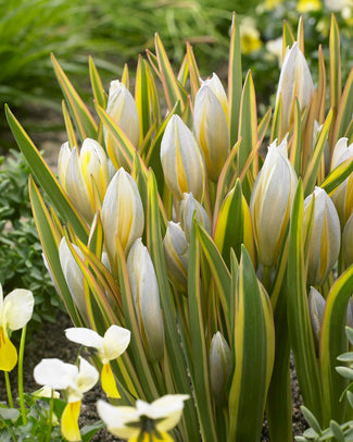 Tulip tarda 'Interaction'