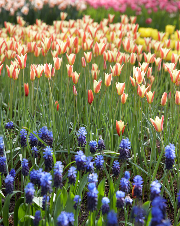 Tulip 'Tinka'