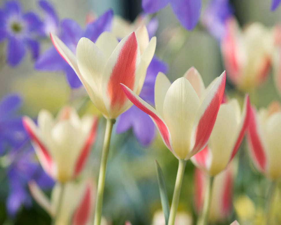 Tulip 'Tinka'