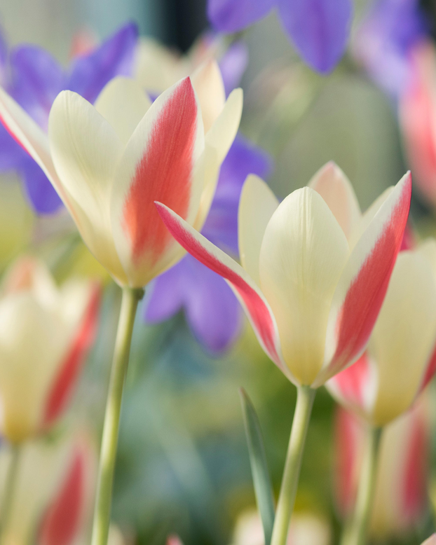Tulip 'Tinka'