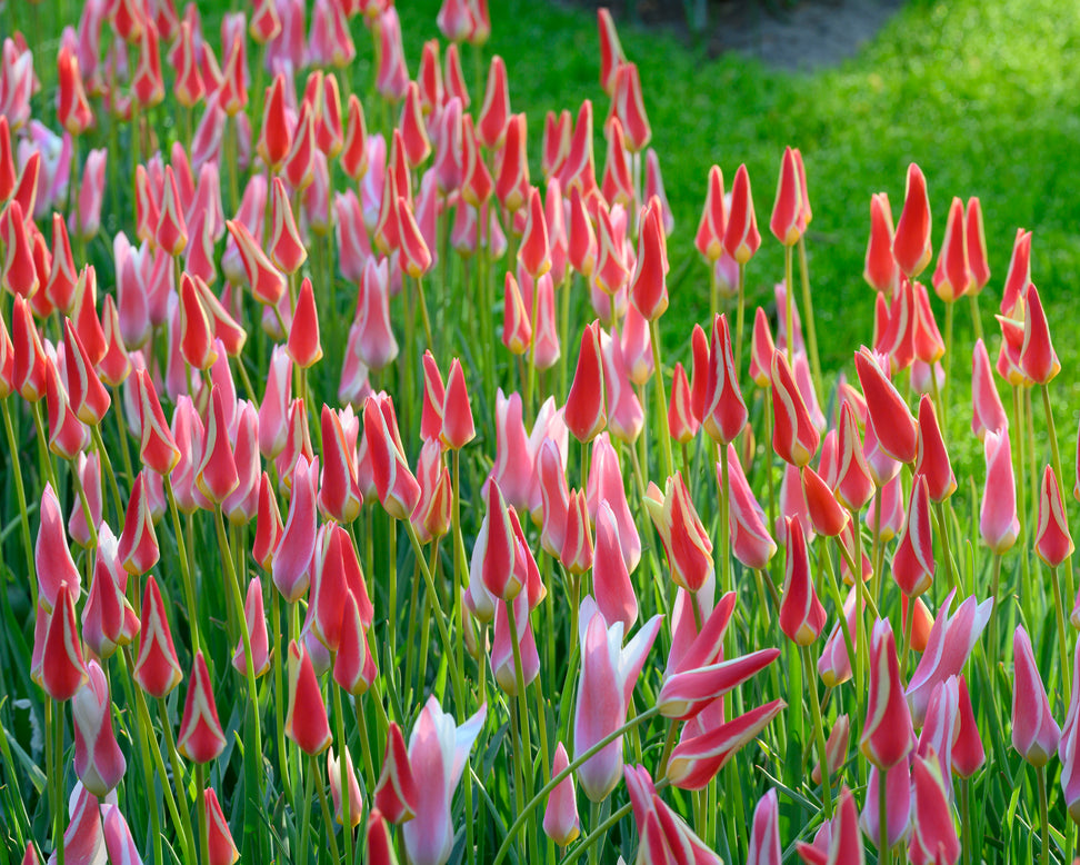 Tulip 'Tinka'