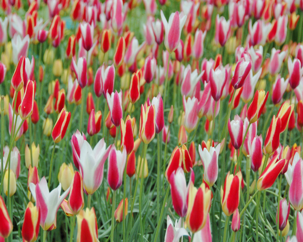 Tulip 'Tinka'