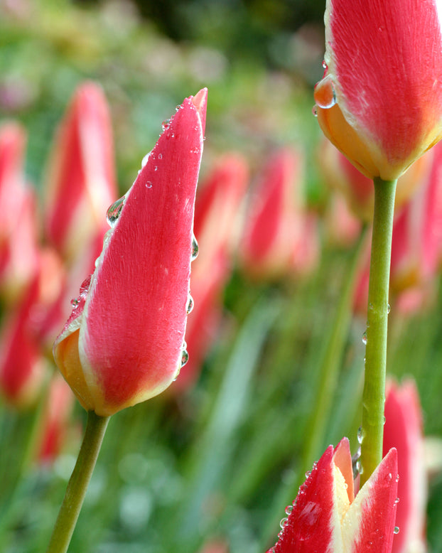 Tulip 'Tinka'