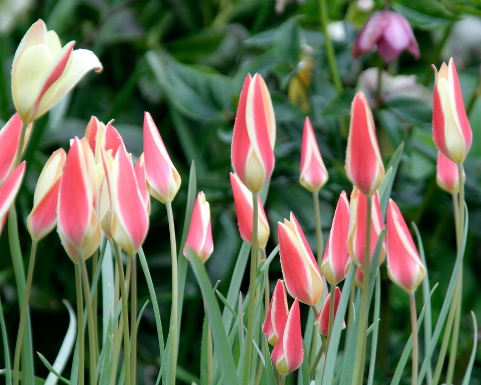 Tulip 'Tinka'