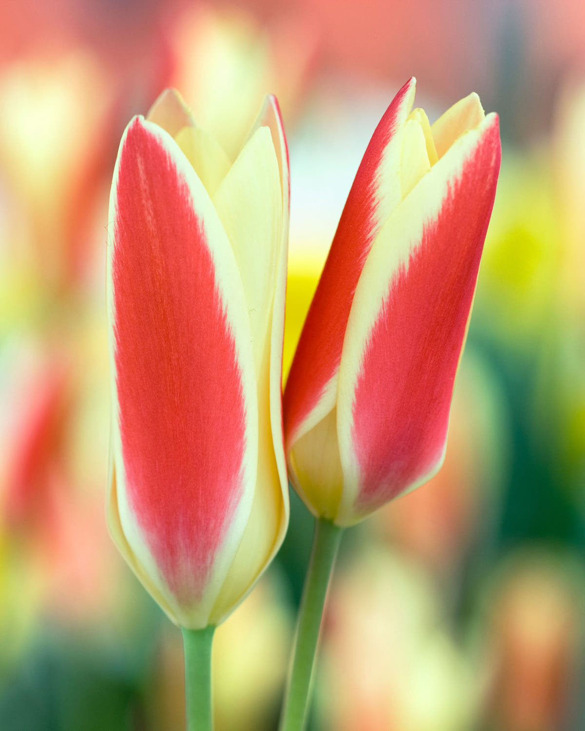 Tulip clusiana 'Tinka'