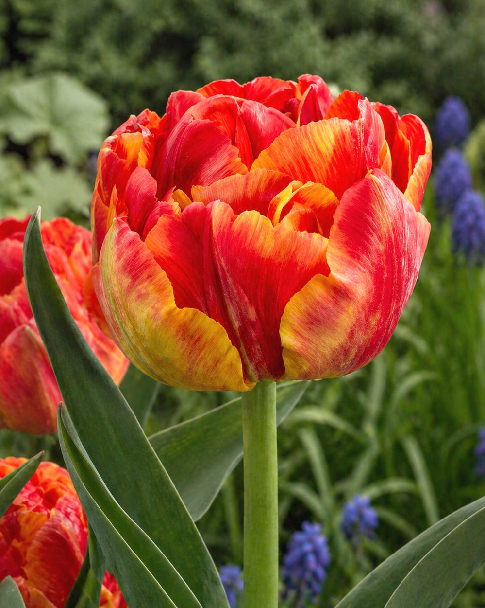Tulip 'Tropical Sensation'