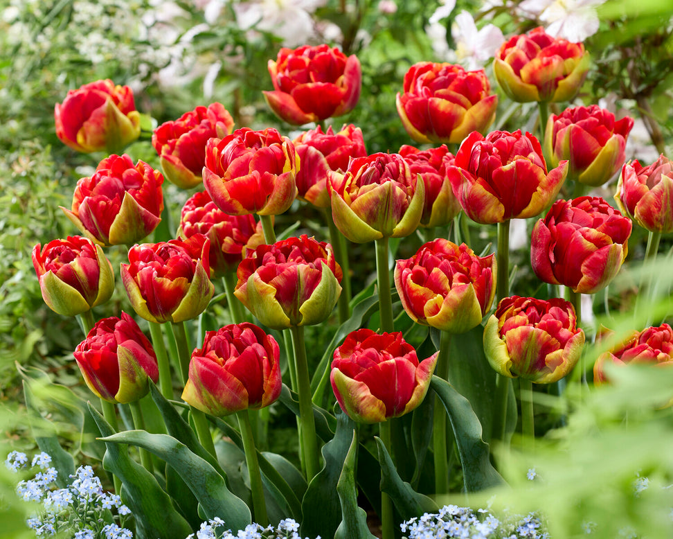 Tulip 'Tropical Sensation'
