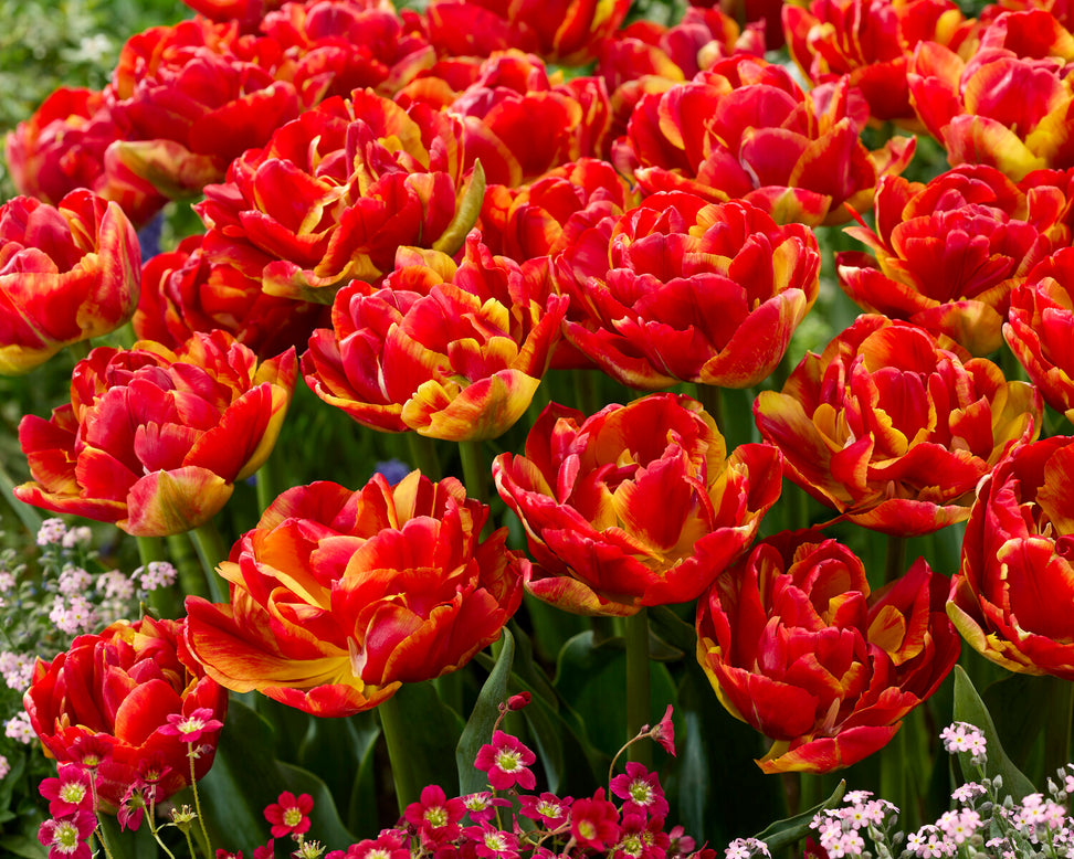 Tulip 'Tropical Sensation'