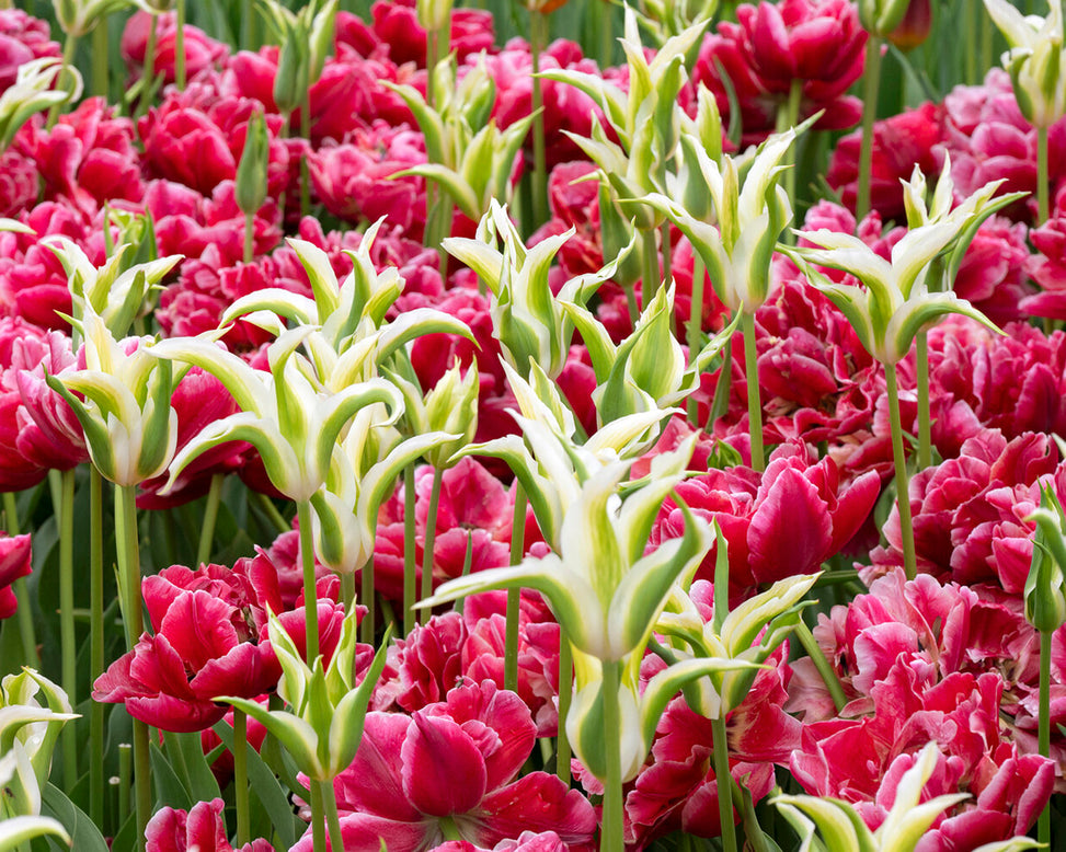 Tulip 'Verona Sunrise'