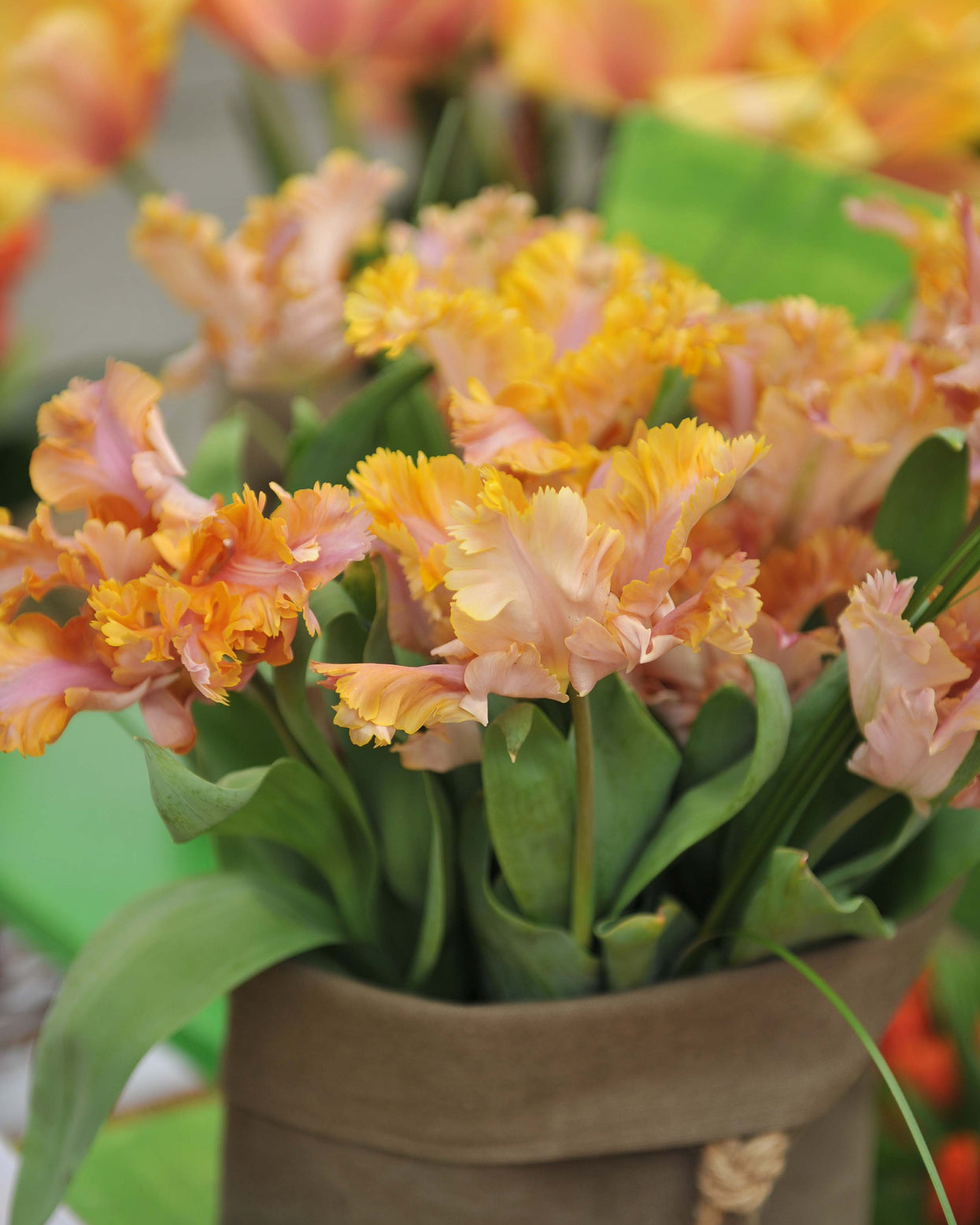 Tulip 'Vovos' bulbs — Buy online at Farmer Gracy UK