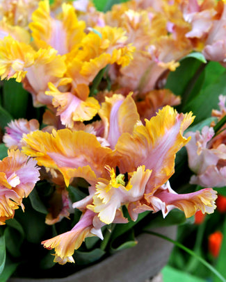 Tulip 'Vovos'